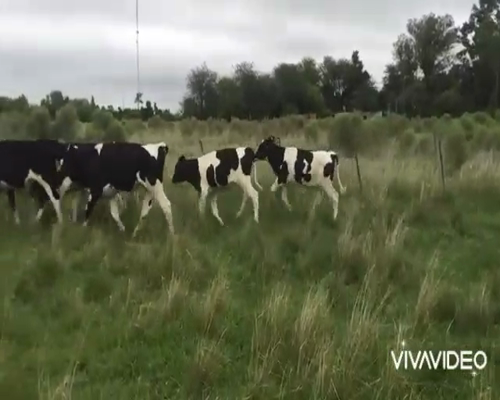 Lote 10 Novillitos en Brandsen, Buenos Aires