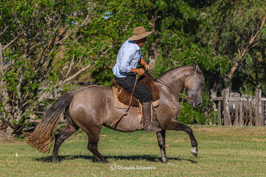 Lote MI NENA DE LA COLINA