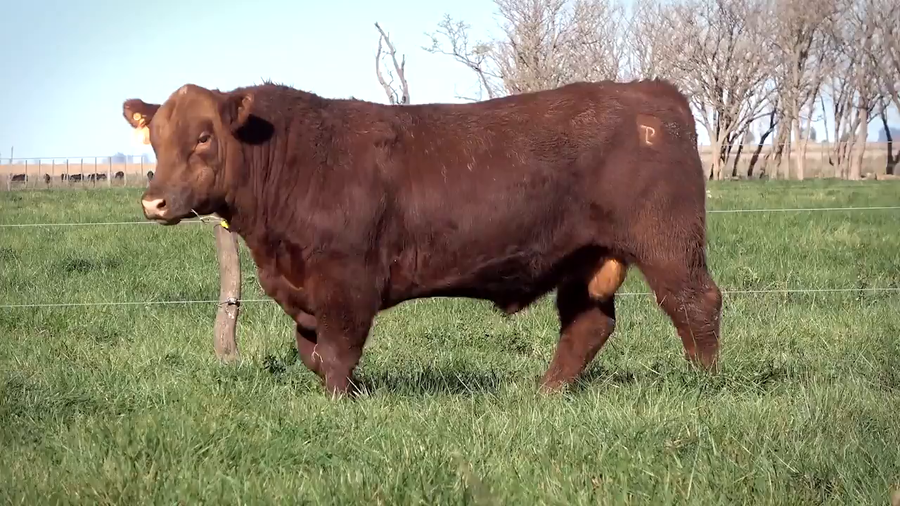 Lote Toros PP y PC a campo con DEPs