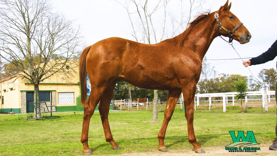 Lote MIKIMAU