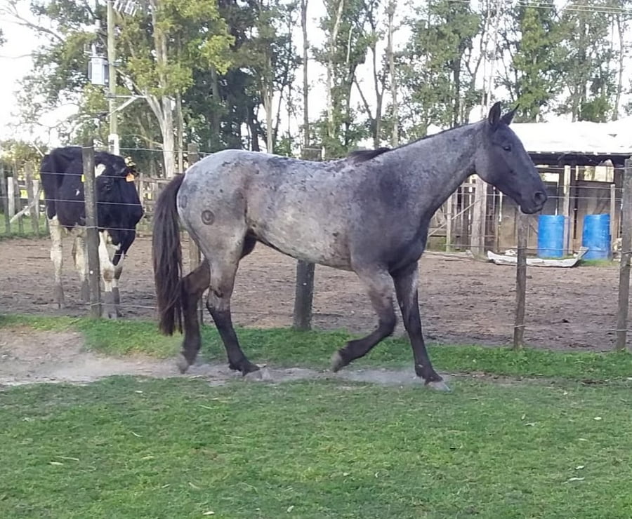 Lote Cabaña "Ana Elvira" - RP 10 - Cuca Carbonero