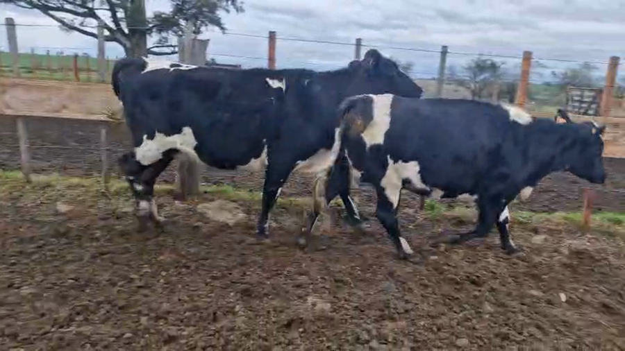 Lote 3 Vaquillonas  a remate en Pantalla Camy, San José