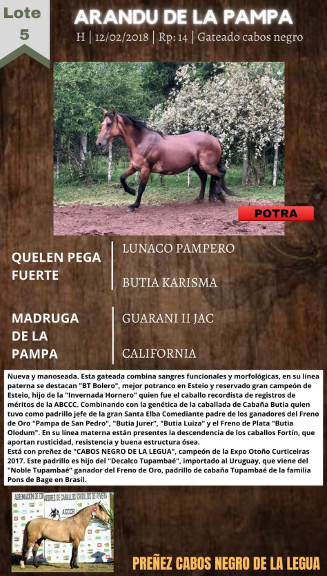 Lote ARANDU DE LA PAMPA