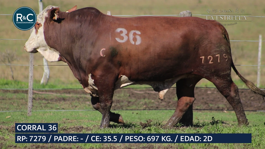 Lote Toro Braford