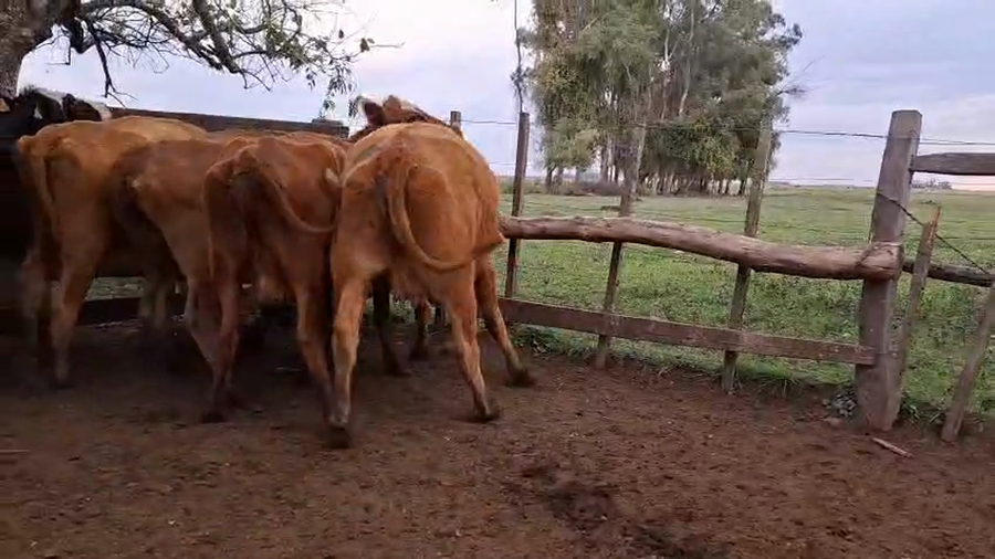 Lote VACAS INVERNAR