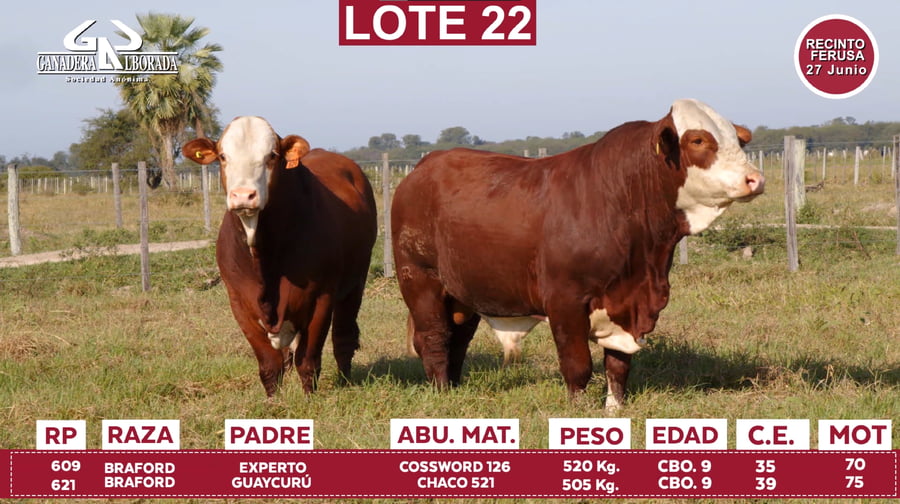 Lote Reproductores de Alborada - Lote 22
