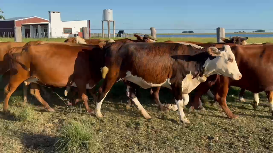 Lote 46 Vacas nuevas C/ gtia de preñez en Corrientes, Yataití Calle