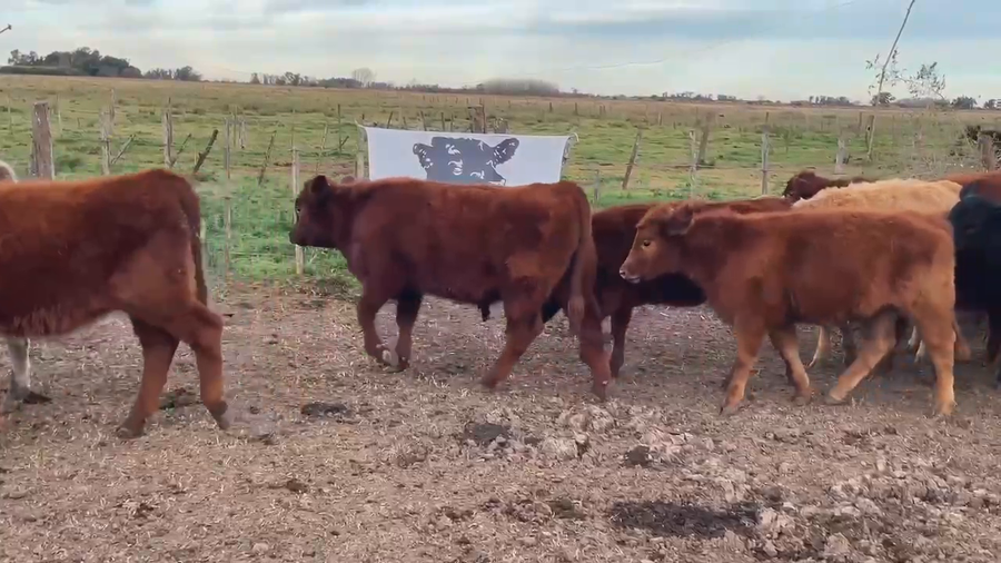 Lote 17 Terneros/as en Gral. Paz, Buenos Aires