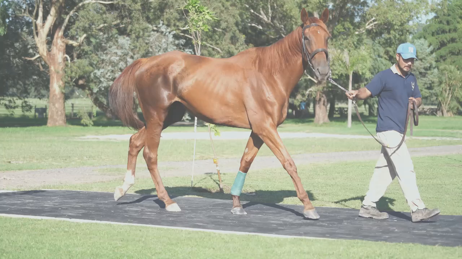 Lote CHINA HAPPY (HI HAPPY - CHINA BAY) Preñez por RIDE A COMET