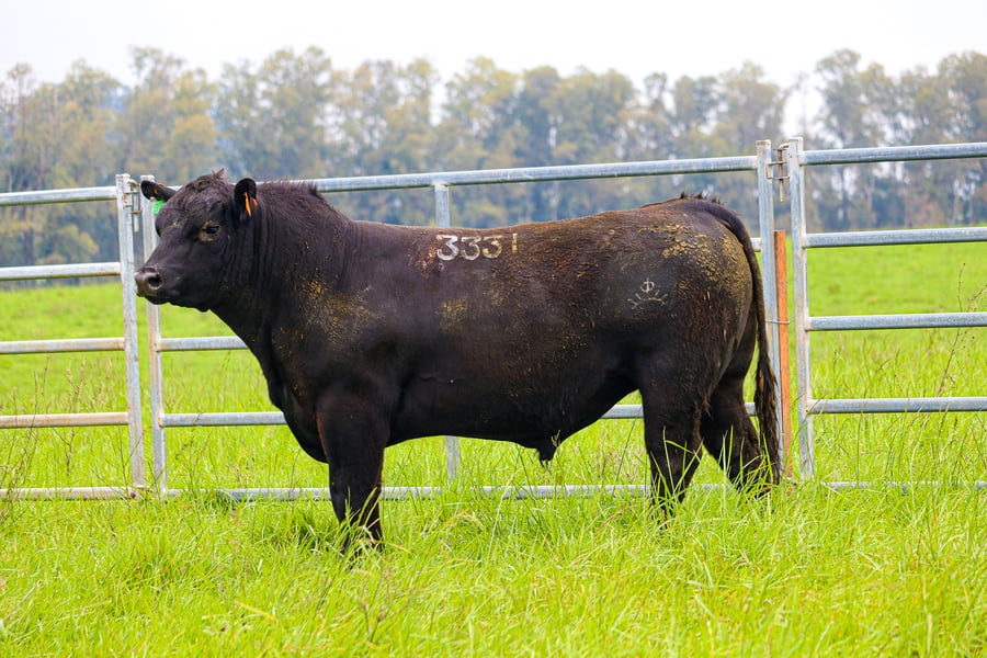 Lote ABERDEEN ANGUS SA - Angus NEGROS