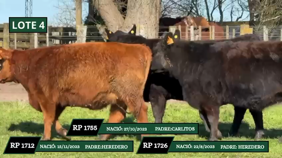 Lote VAQUILLONAS DE PEDIGREE