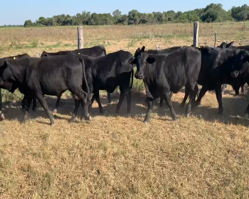 Lote 70 Terneros/as en Juan José Castelli, Chaco