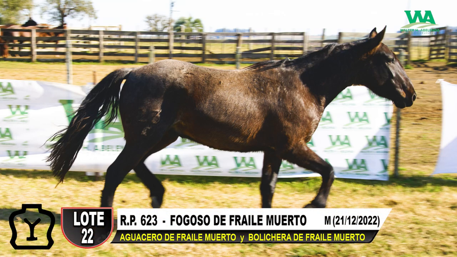 Lote FOGOSO DE FRAILE MUERTO