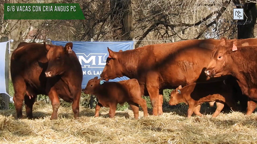 Lote "Cabaña ""La Marianita"" Vacas 1ra paricion primavera PC"