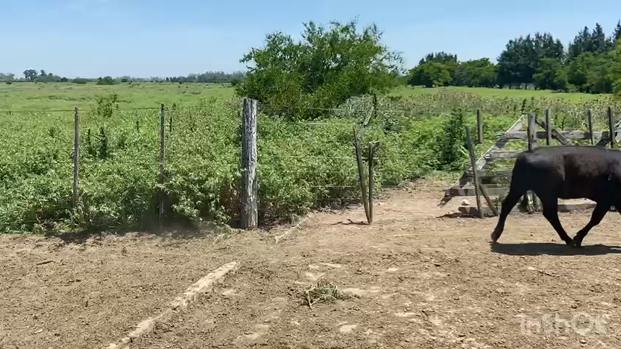 Lote 22 Terneros en Brandsen, Buenos Aires