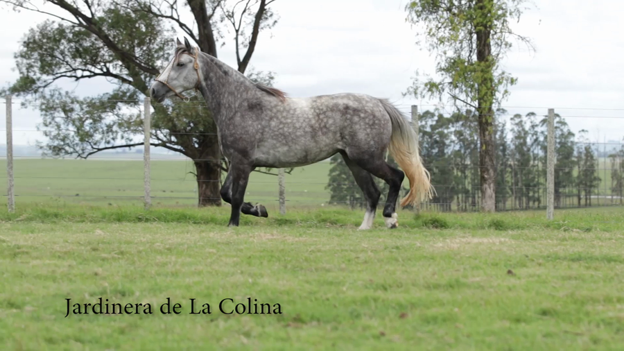 Lote JARDINERA DE LA COLINA R.P 201