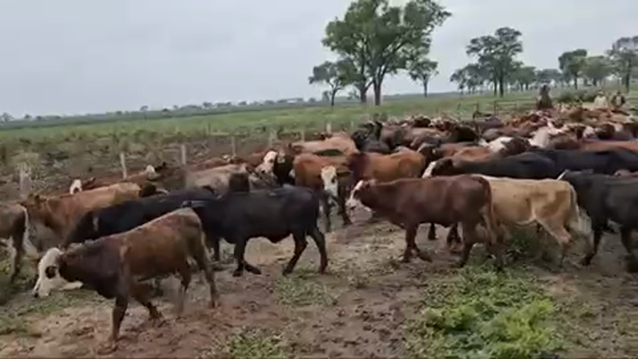 Lote 105 Terneros en Bandera, Santiago del Estero