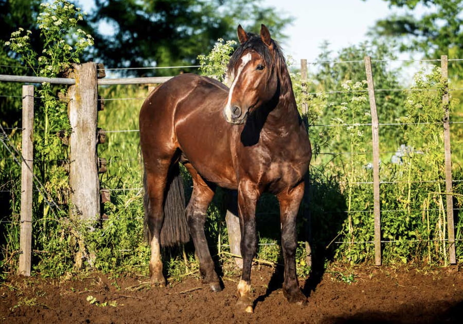 Lote TAÑIDO VIENTO SUR