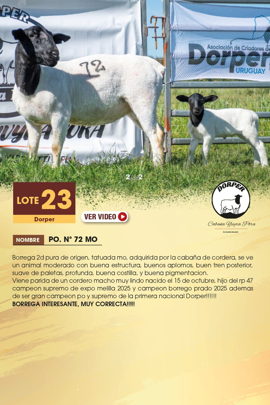 Lote 23 - Dorper