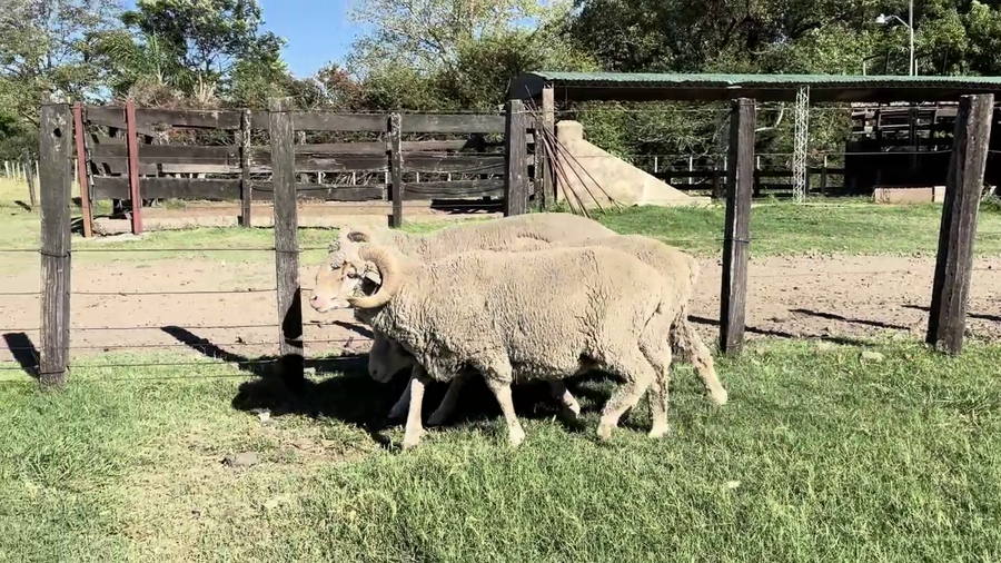 Lote CARNEROS