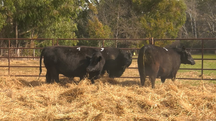 Lote VAQUILLONAS PURAS DE PEDIGREE (c/garantía de preñez o parida)