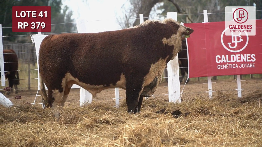 Lote Toro PR