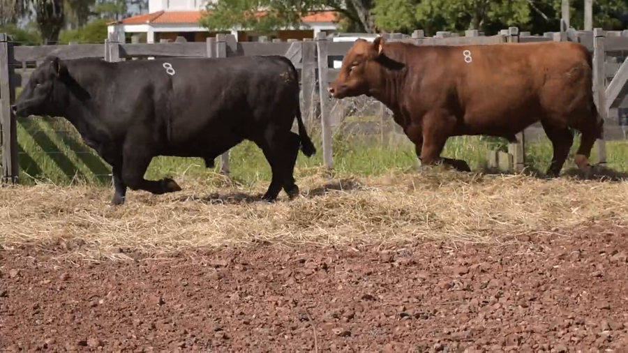 Lote 2 Toros a remate en DON PATRICIO - LIMANGUS, Salto
