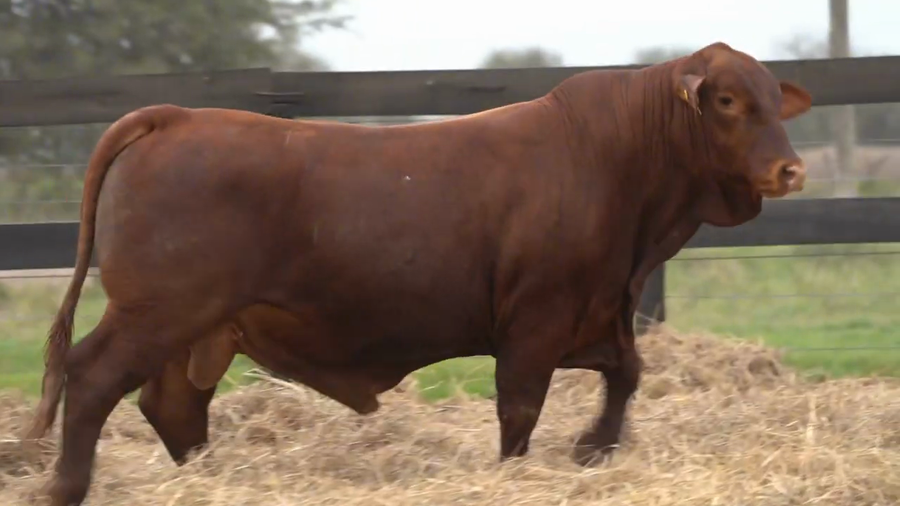 Lote Toros Brangus