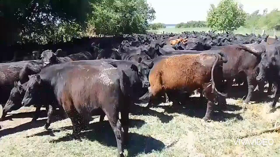 Lote 192 Vaquillonas C/ gtia de preñez