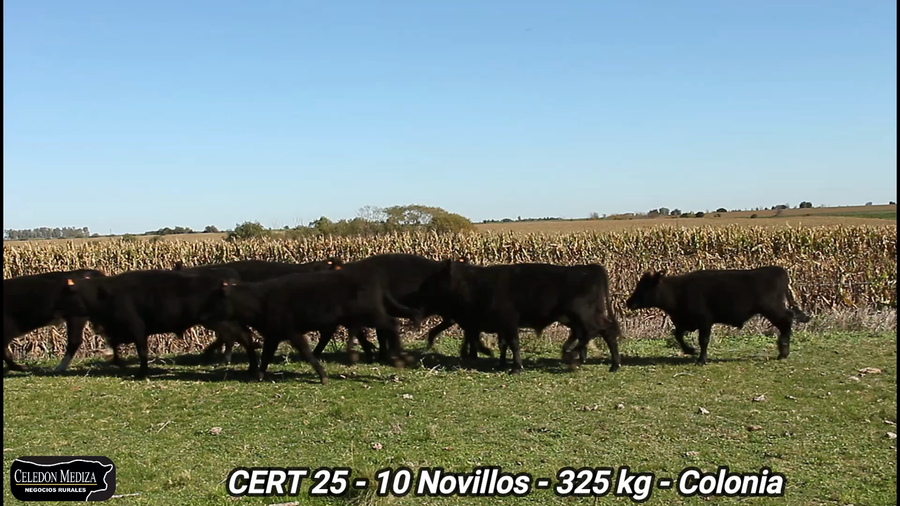 Lote 10 Novillos 1 a 2 años en Colonia