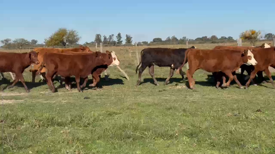 Lote 70 Terneros/as en Corrientes, Paso de Los Libres