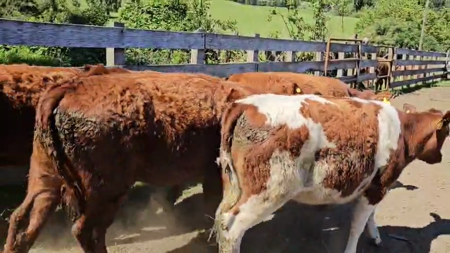 Lote 50 Vaquilla Engorda en Futrono, XIV Región Los Ríos