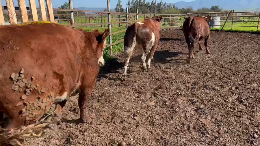 Lote 20 Novillo Gordo en Melipilla, Región Metropolitana