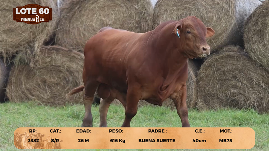 Lote LOTE 60