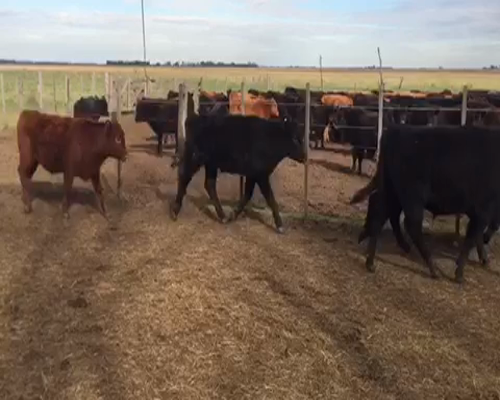 Lote 40 Terneros de 200Kg en Cañuelas, Buenos Aires