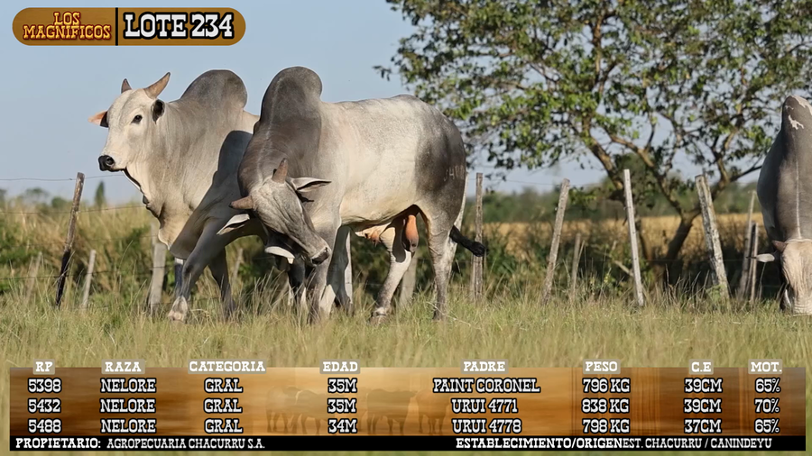Lote LOTE 234 - VIVO