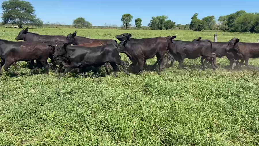 Lote 90 Terneras en Pirané, Formosa