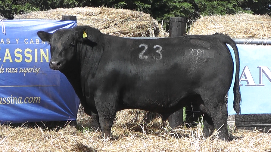 Lote TOROS ANGUS PURO CONTROLADO