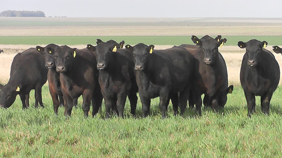 Lote VAQ.  ANGUS NEGRAS P. CONTROLADAS  PARICIÓN DE OTOÑO