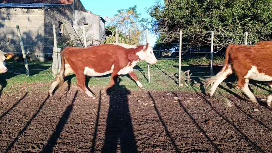 Lote Birriel Hnos y Asociados