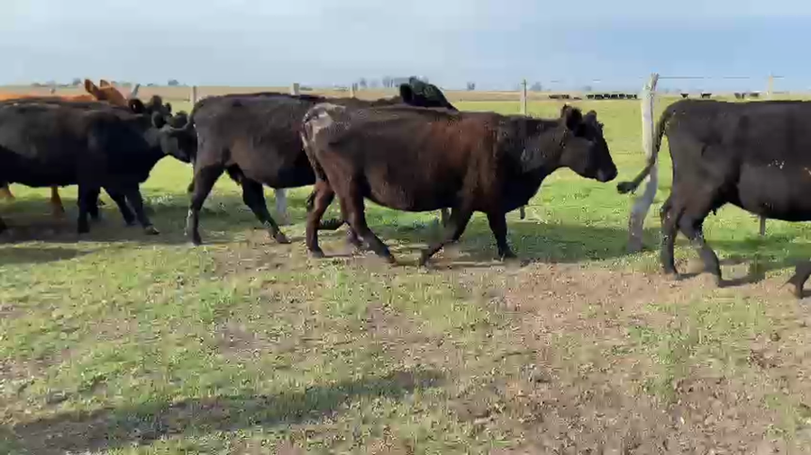 Lote 35 Vacas de invernar en Entre Ríos, Urdinarrain