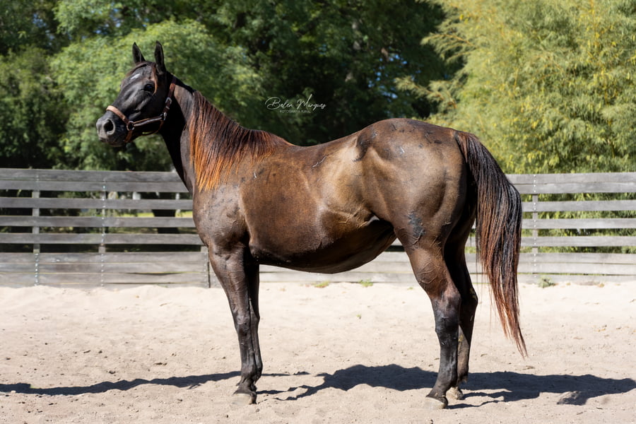 Lote SM BROWN BEAUTY (PREP 2)