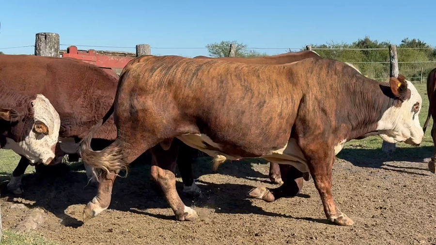 Lote 29 Faena