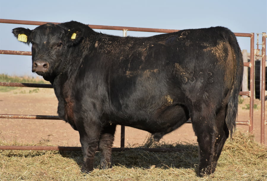 Lote TOROS (Corral 13)
