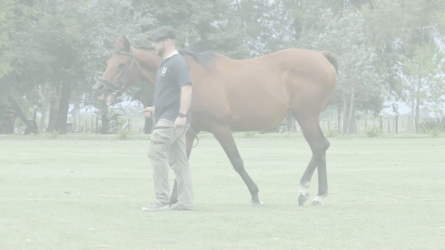 Lote WIN THE STARS (LUHUK – WHINNY)  Preñez por PNEUMATIC