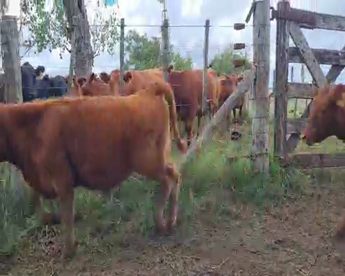 Lote 75 Terneros de invernada