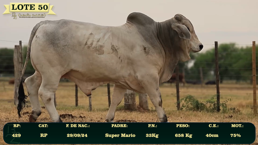 Lote LOTE 50