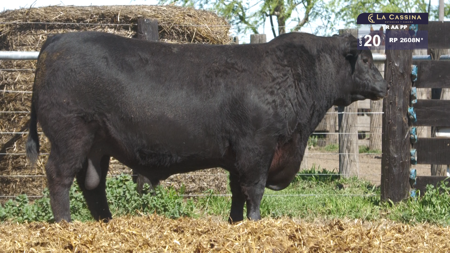 Lote TOROS ABERDEEN ANGUS PP