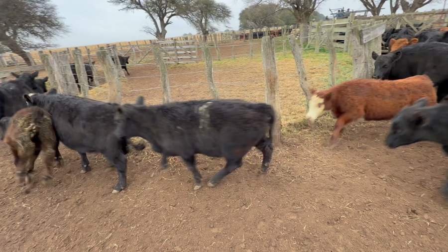 Lote 100 Terneras en La Pampa, Winifreda