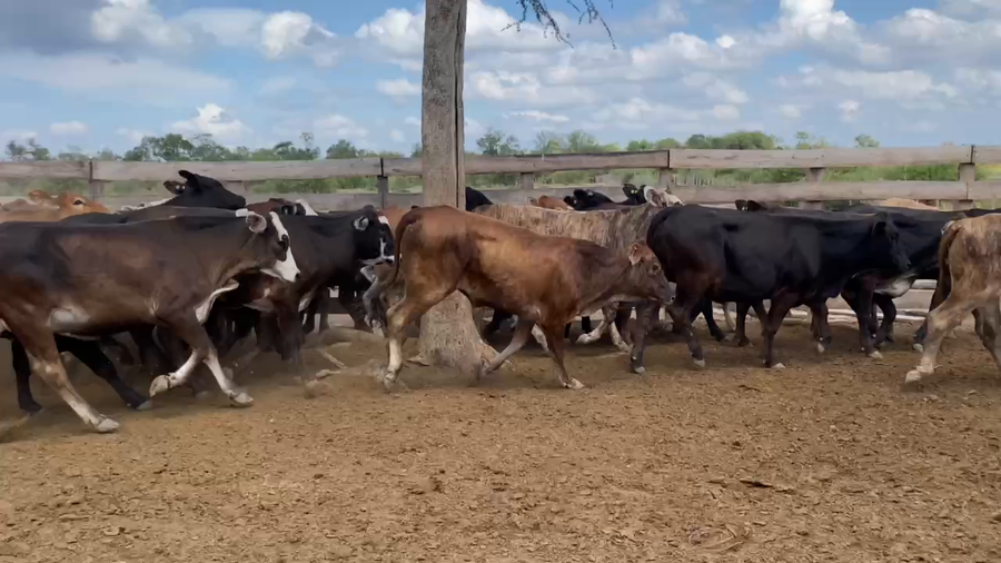 Lote 100 Terneras en Laguna Yema, Formosa